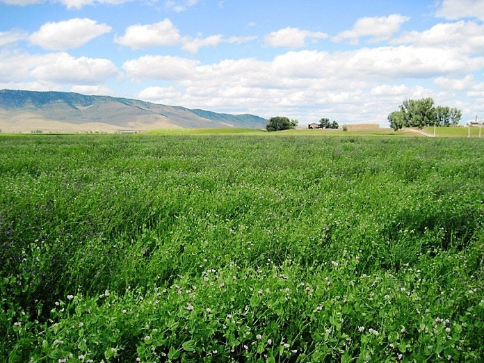 50 AUSTRIAN WINTER PEA Caley Flower Pisum Sativum Ground Cover Crop Legume Seeds