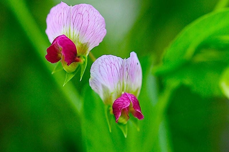 50 AUSTRIAN WINTER PEA Caley Flower Pisum Sativum Ground Cover Crop Legume Seeds