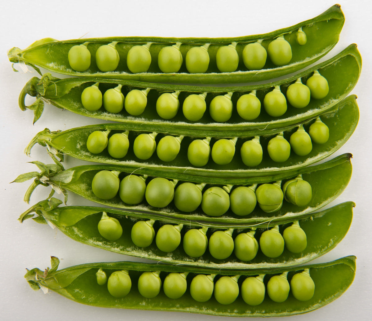 50 semillas de guisante de flecha verde (Pisum sativum) desgranadas