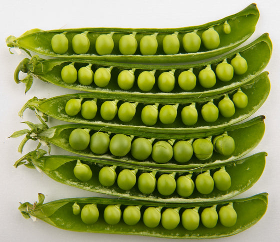 50 semillas de guisante de flecha verde (Pisum sativum) desgranadas