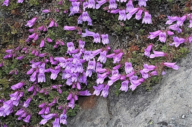 50 semillas de flores moradas de ALPINE PENSTEMON Davidsonii (lengua de barba de Davidson)