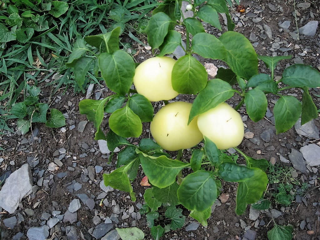 25 PIMENTÓN ALMA PIMIENTO Blanco Naranja Rojo Cereza Húngara Semillas de Capsicum Annuum