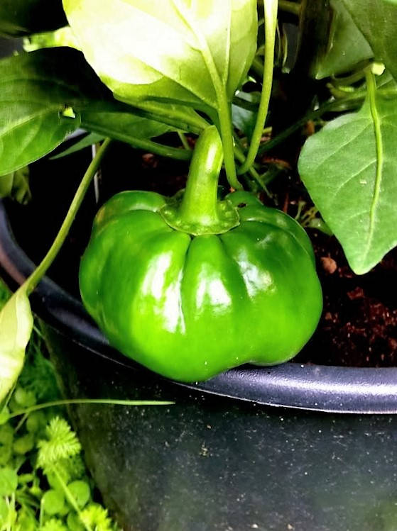 25 PIMENTÓN ALMA PIMIENTO Blanco Naranja Rojo Cereza Húngara Semillas de Capsicum Annuum
