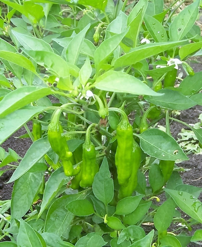 50 PIMIENTA DORADA GRIEGA Pepperoncini Semillas de Capsicum Annuum Amarillo Dorado