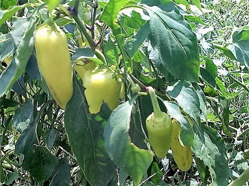 50 PIMIENTA DORADA GRIEGA Pepperoncini Semillas de Capsicum Annuum Amarillo Dorado