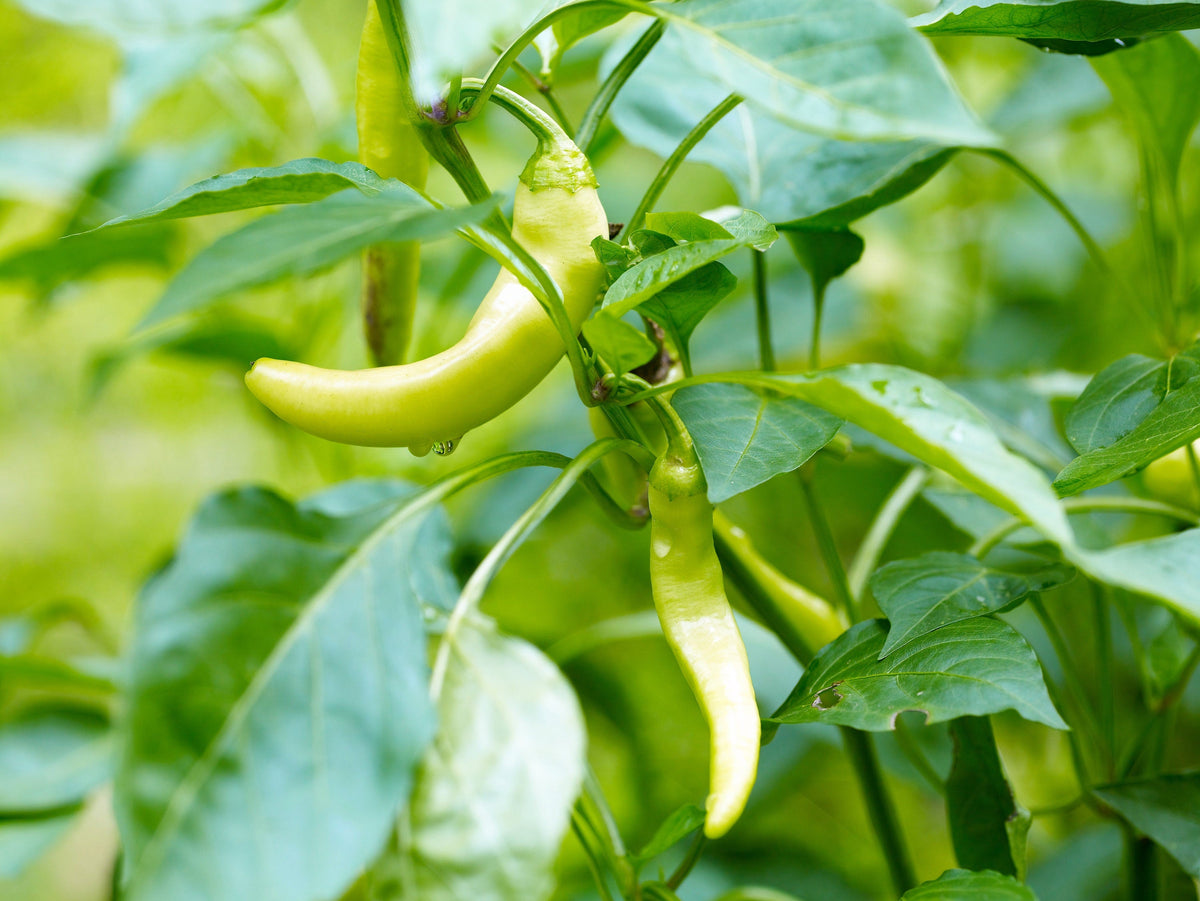 50 PIMIENTA DORADA GRIEGA Pepperoncini Semillas de Capsicum Annuum Amarillo Dorado