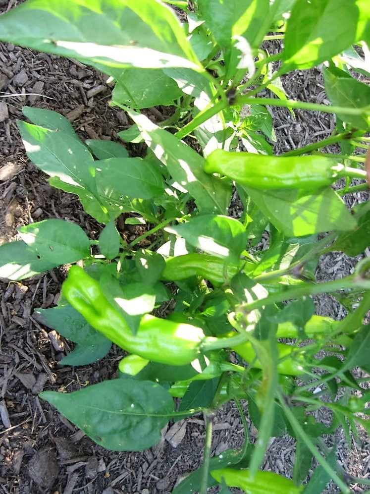50 PIMIENTA DORADA GRIEGA Pepperoncini Semillas de Capsicum Annuum Amarillo Dorado