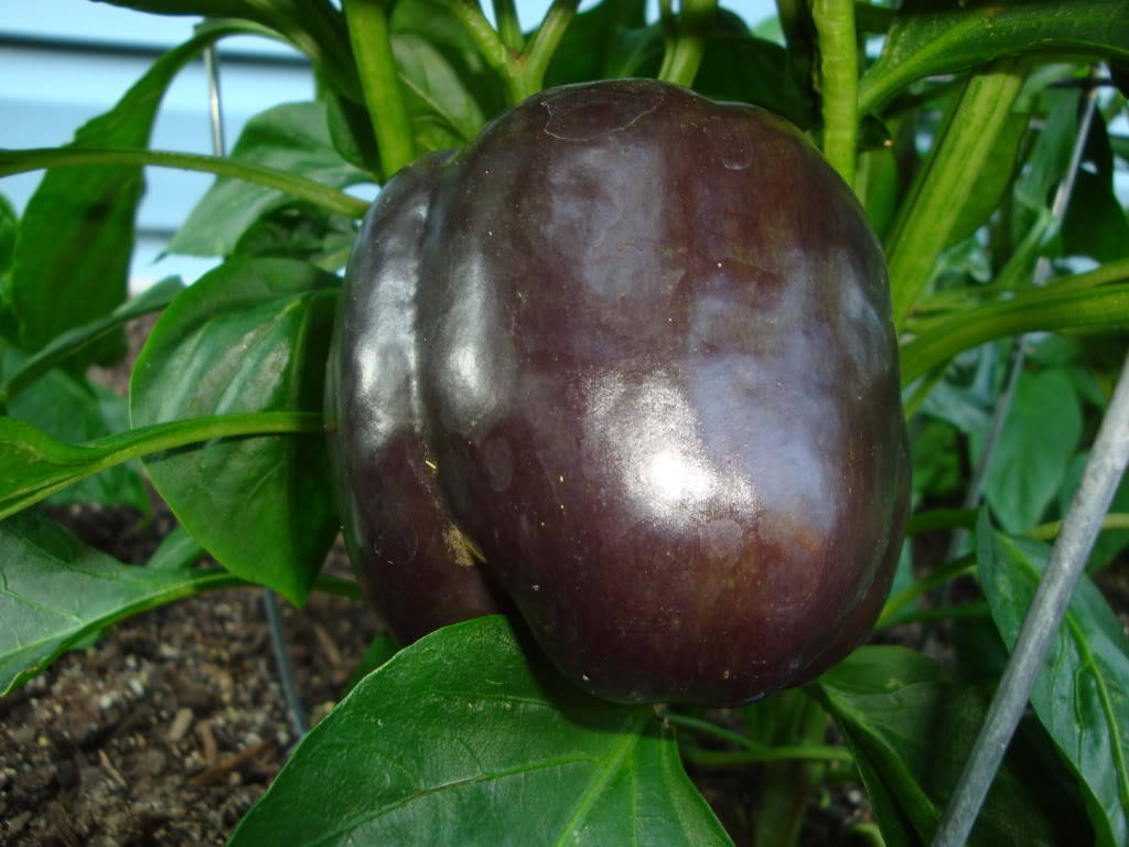 30 CHOCOLATE BEAUTY PIMIENTO MORÓN Semillas de vegetales Capsicum Annuum marrón dulce