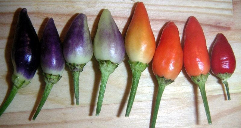 25 PIMIENTOS ARCOÍRIS BOLIVIANO Chile multicolor Capsicum Annuum Semillas de hortalizas