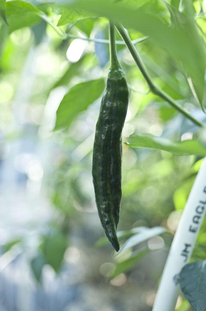 50 Semillas Vegetales PASILLA BAJIO PEPPER Chile Mexicano Negro Capsicum Annuum