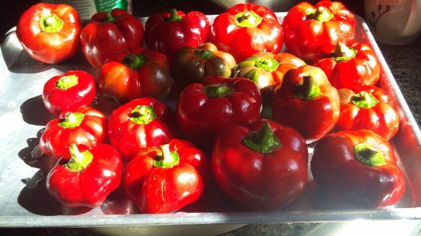 50 PIMIENTOS PIMIENTOS ORGÁNICOS PIMIENTO ROJO QUESO PIMIENTO ROJO DULCE Semillas de Capsicum Annuum