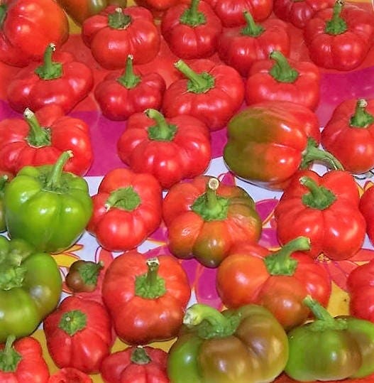 50 PIMIENTOS PIMIENTOS ORGÁNICOS PIMIENTO ROJO QUESO PIMIENTO ROJO DULCE Semillas de Capsicum Annuum