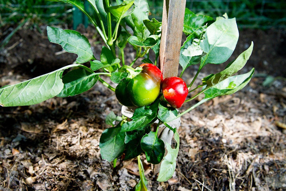50 PIMIENTOS PIMIENTOS ORGÁNICOS PIMIENTO ROJO QUESO PIMIENTO ROJO DULCE Semillas de Capsicum Annuum