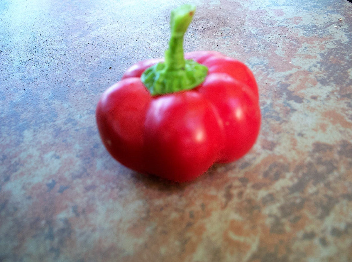 50 PIMIENTOS PIMIENTOS ORGÁNICOS PIMIENTO ROJO QUESO PIMIENTO ROJO DULCE Semillas de Capsicum Annuum