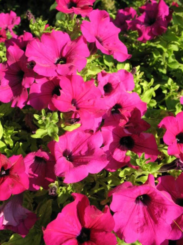 200 semillas de petunia rosa LAURA BUSH, violacea, perenne, flor de trompeta con volantes