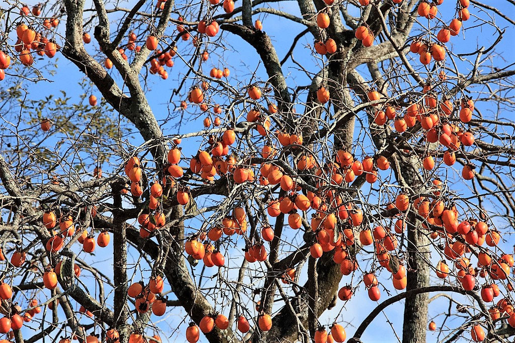 5 semillas de flores de caqui japonés, árbol asiático Diospyros Kaki, fruto rojo anaranjado
