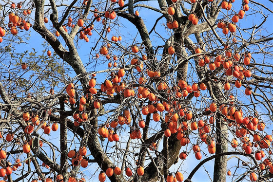 5 semillas de flores de caqui japonés, árbol asiático Diospyros Kaki, fruto rojo anaranjado
