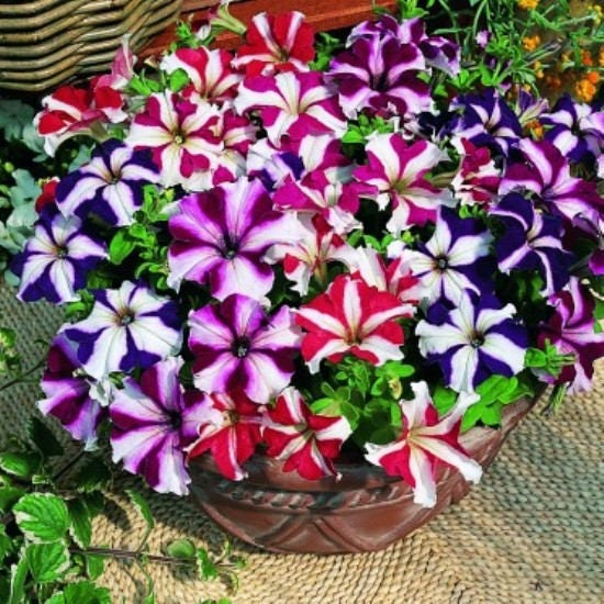 100 STAR MIX PETUNIA Colores mixtos Petunia Violacea Semillas de flores Rojo Azul Púrpura