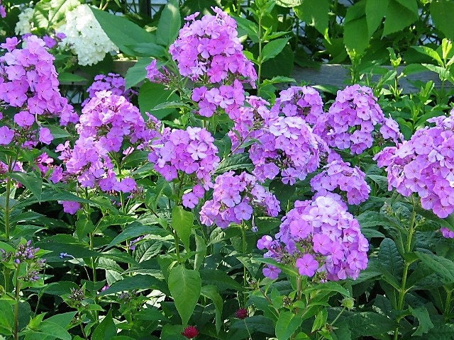 10 semillas de flores altas de colibrí (phlox paniculata morada) nativas de verano para jardín