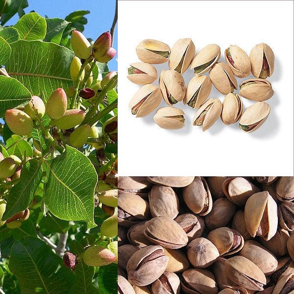 5 PISTACHOS Pistacia Vera Fruto Flores Rojas Semillas