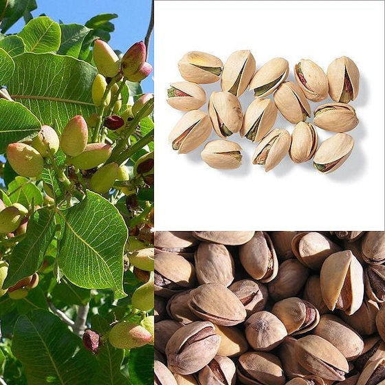 5 PISTACHOS Pistacia Vera Fruto Flores Rojas Semillas