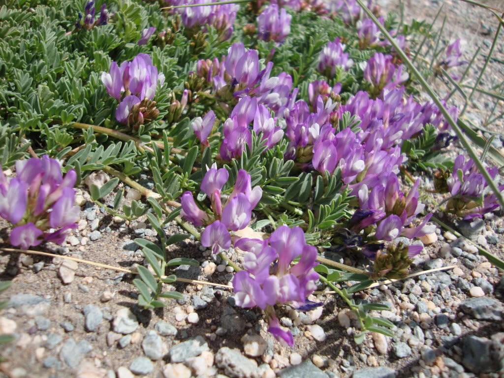 10 semillas de ciruela de tierra, ciruela de tierra, astragalus crassicarpus