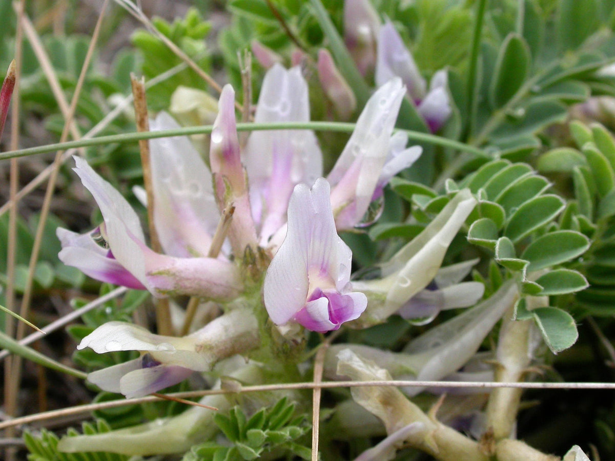 10 semillas de ciruela de tierra, ciruela de tierra, astragalus crassicarpus