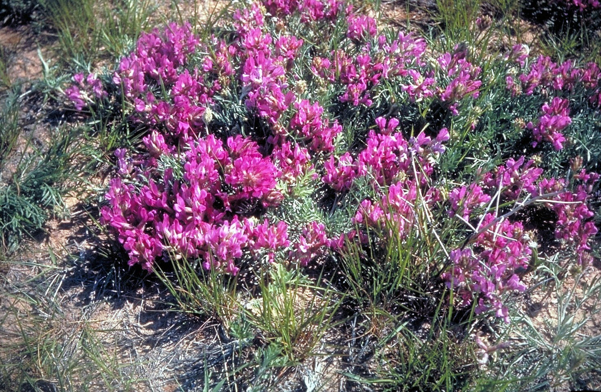 10 semillas de ciruela de tierra, ciruela de tierra, astragalus crassicarpus