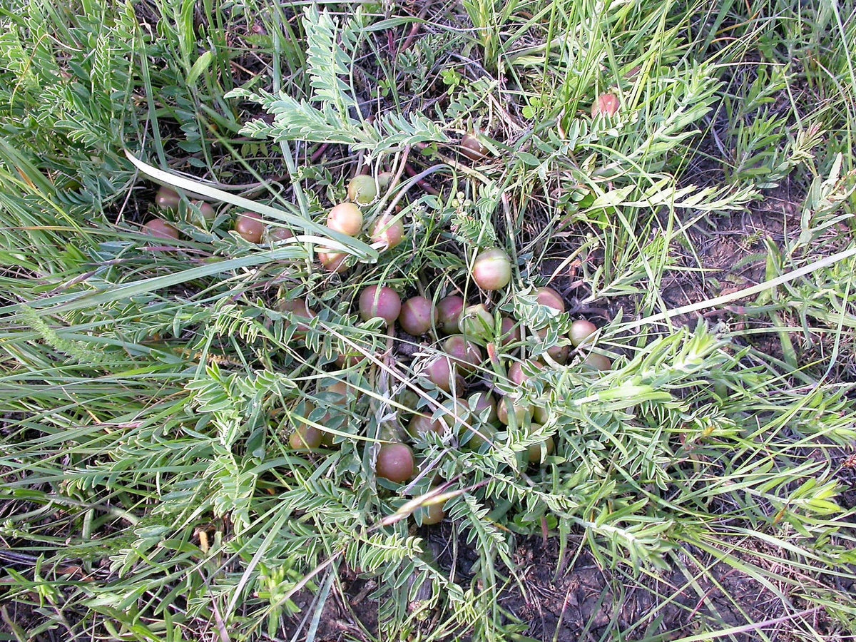 10 semillas de ciruela de tierra, ciruela de tierra, astragalus crassicarpus