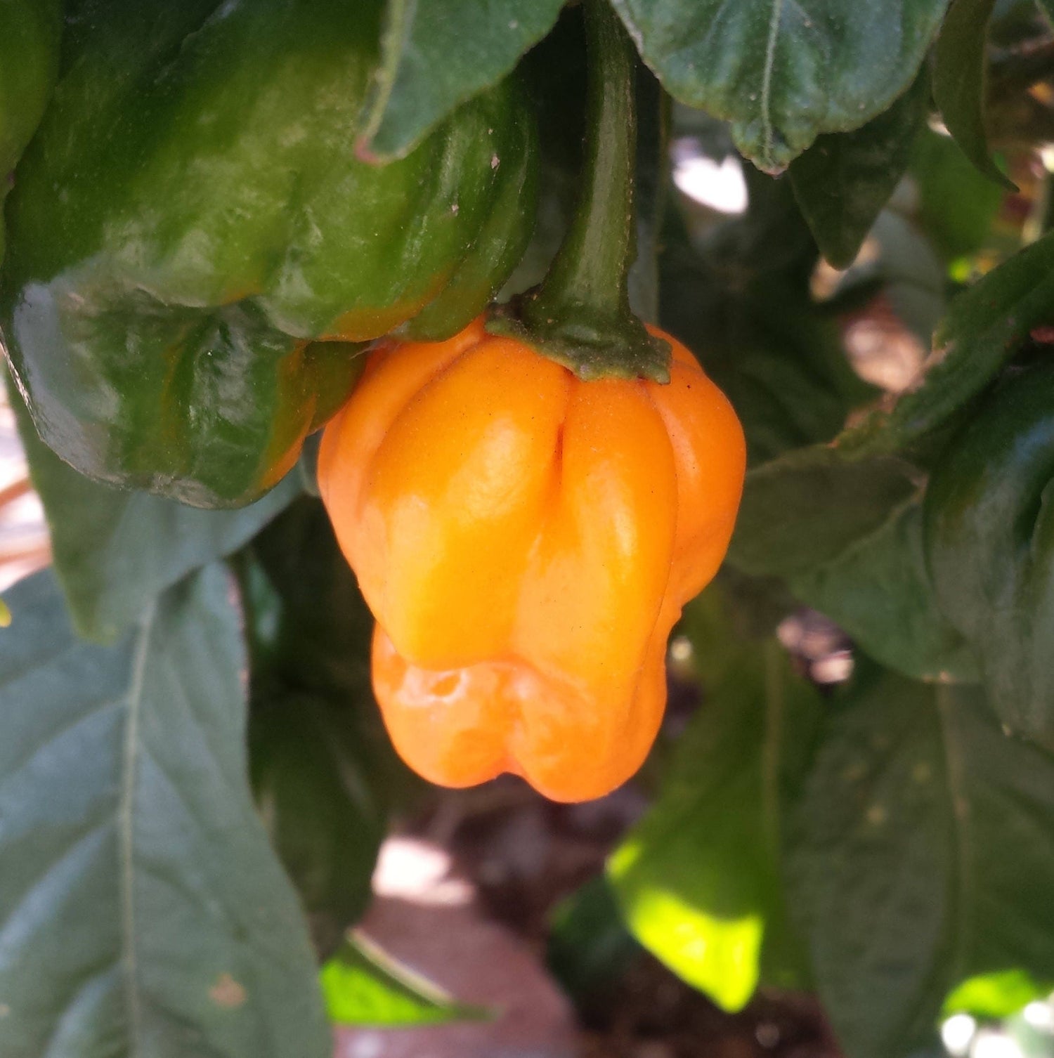 40 PIMIENTOS SCOTCH BONNET naranjas muy picantes Semillas de vegetales de Capsicum Chinense de Jamaica