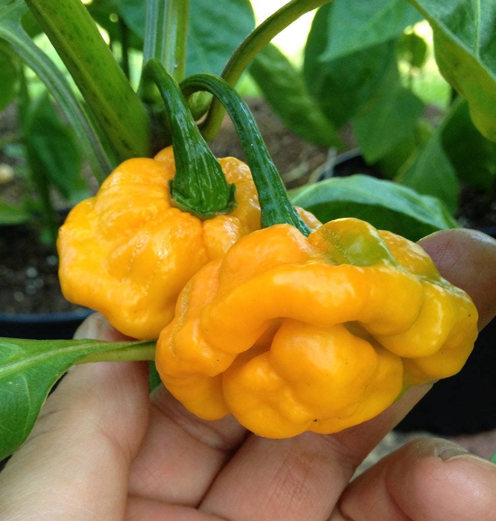 40 PIMIENTO SCOTCH BONNET AMARILLO Semillas de vegetales de Capsicum Chinense de Jamaica muy picante