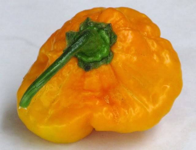 40 PIMIENTO SCOTCH BONNET AMARILLO Semillas de vegetales de Capsicum Chinense de Jamaica muy picante