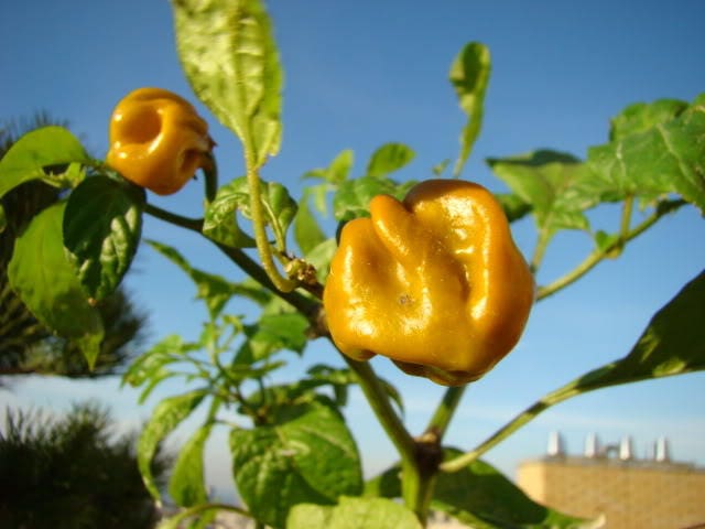 40 PIMIENTO SCOTCH BONNET AMARILLO Semillas de vegetales de Capsicum Chinense de Jamaica muy picante