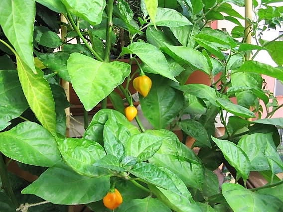 40 PIMIENTO SCOTCH BONNET AMARILLO Semillas de vegetales de Capsicum Chinense de Jamaica muy picante