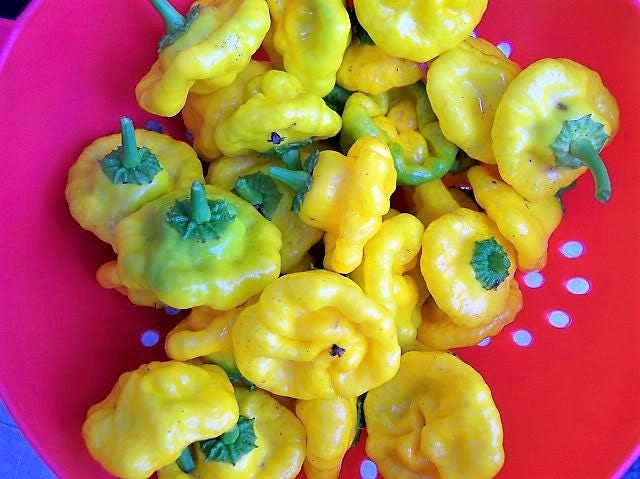 40 PIMIENTO SCOTCH BONNET AMARILLO Semillas de vegetales de Capsicum Chinense de Jamaica muy picante