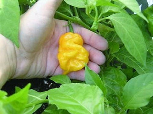 40 PIMIENTO SCOTCH BONNET AMARILLO Semillas de vegetales de Capsicum Chinense de Jamaica muy picante