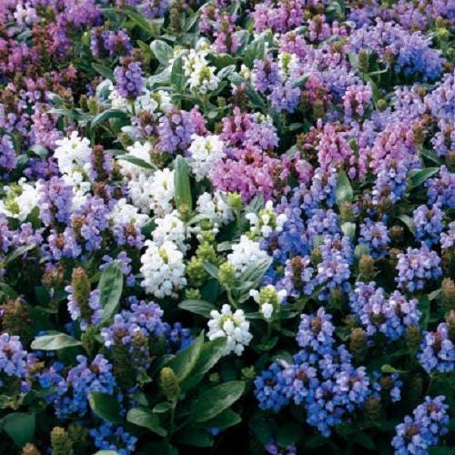 50 PAGODA MIX PRUNELLA Grandiflora Bigflower Selfheal Blue Pink etc Semillas de flores