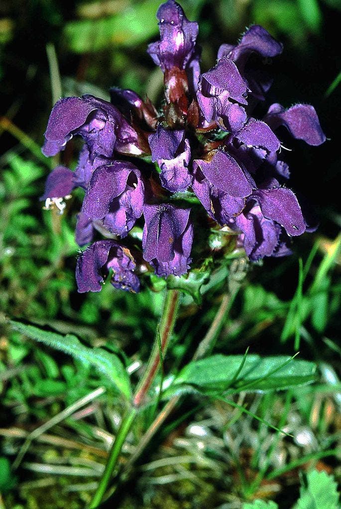 50 PAGODA MIX PRUNELLA Grandiflora Bigflower Selfheal Blue Pink etc Semillas de flores