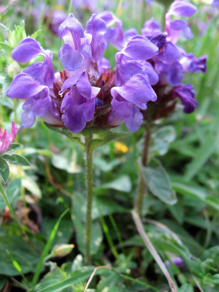 50 PAGODA MIX PRUNELLA Grandiflora Bigflower Selfheal Blue Pink etc Semillas de flores