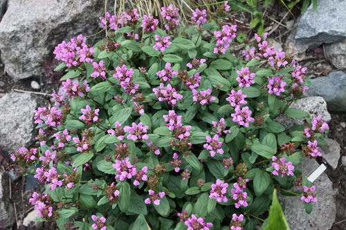 50 PAGODA MIX PRUNELLA Grandiflora Bigflower Selfheal Blue Pink etc Semillas de flores