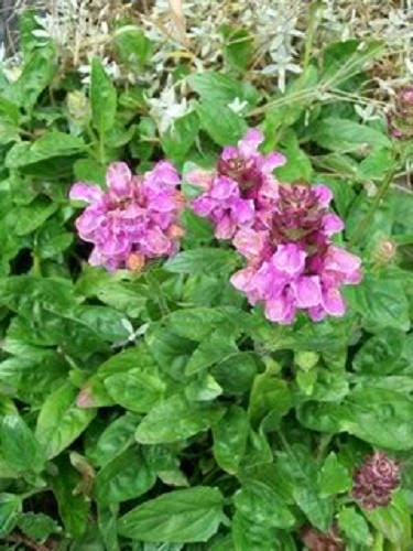50 PAGODA MIX PRUNELLA Grandiflora Bigflower Selfheal Blue Pink etc Semillas de flores