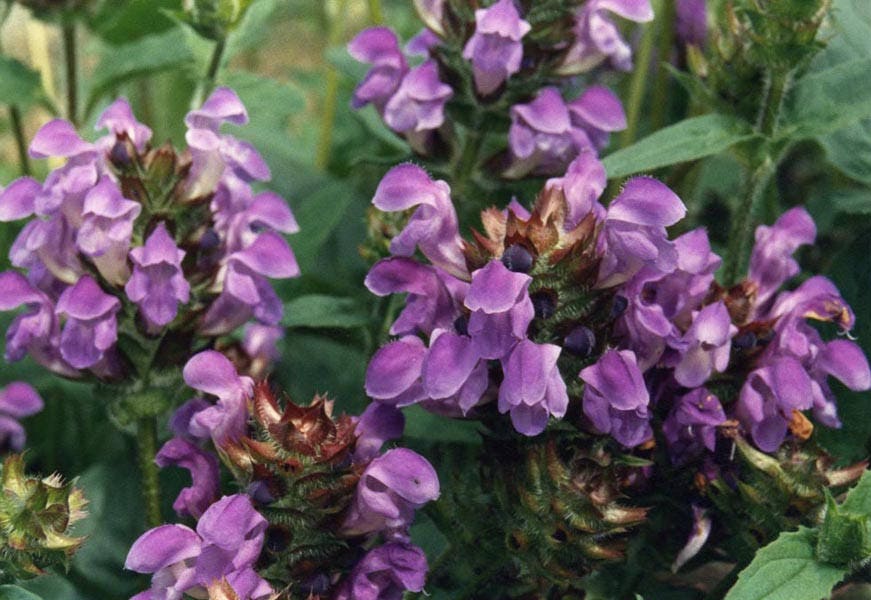 50 PAGODA MIX PRUNELLA Grandiflora Bigflower Selfheal Blue Pink etc Semillas de flores