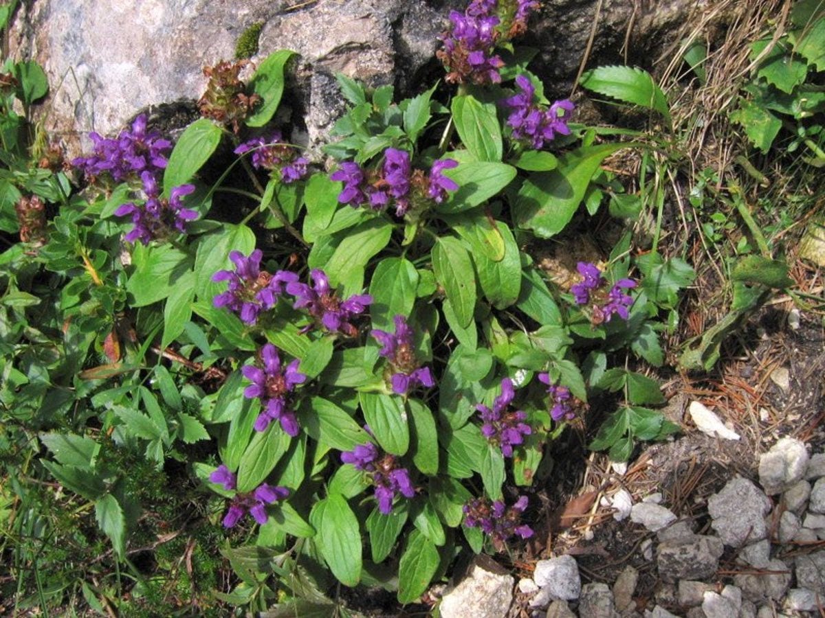 50 PAGODA MIX PRUNELLA Grandiflora Bigflower Selfheal Blue Pink etc Semillas de flores