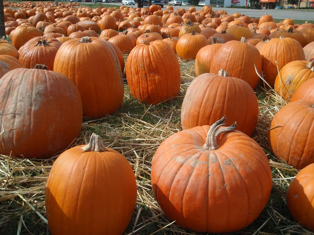 50 semillas de calabaza de campo de Connecticut BigTom Orange Yankee Cucurbita Pepo