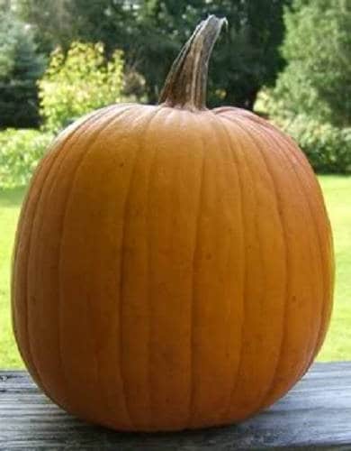 50 semillas de calabaza de campo de Connecticut BigTom Orange Yankee Cucurbita Pepo