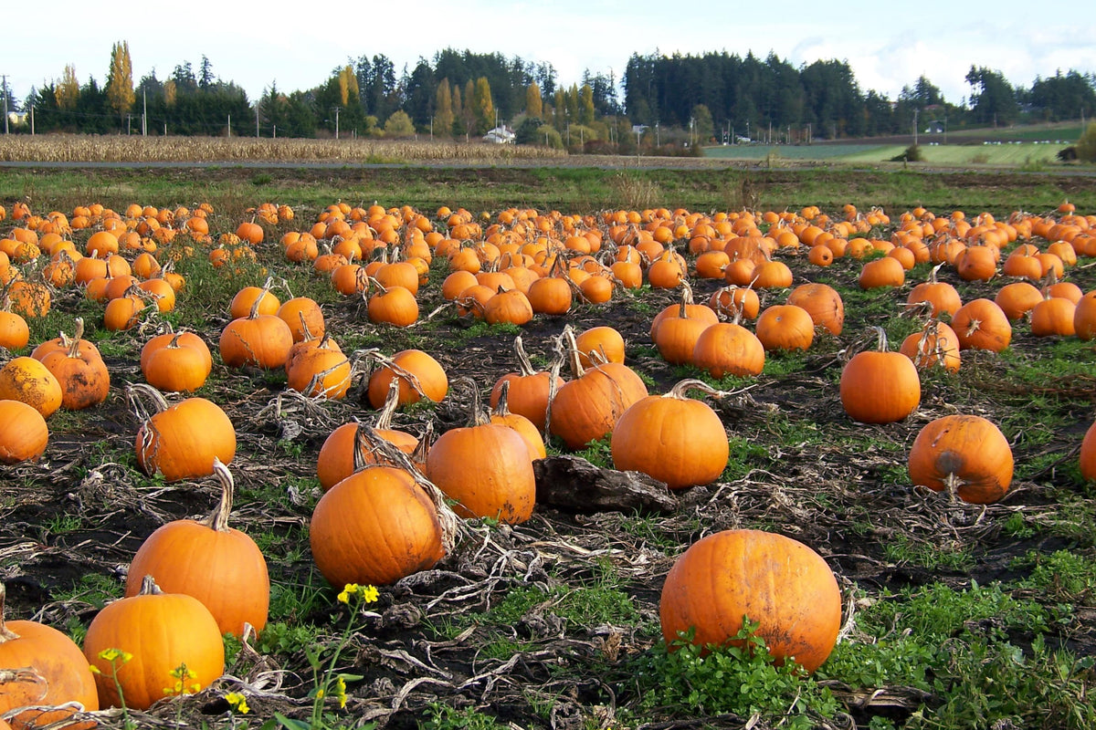 50 semillas de calabaza de campo de Connecticut BigTom Orange Yankee Cucurbita Pepo