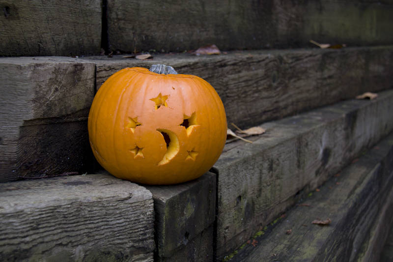 50 semillas de calabaza de campo de Connecticut BigTom Orange Yankee Cucurbita Pepo