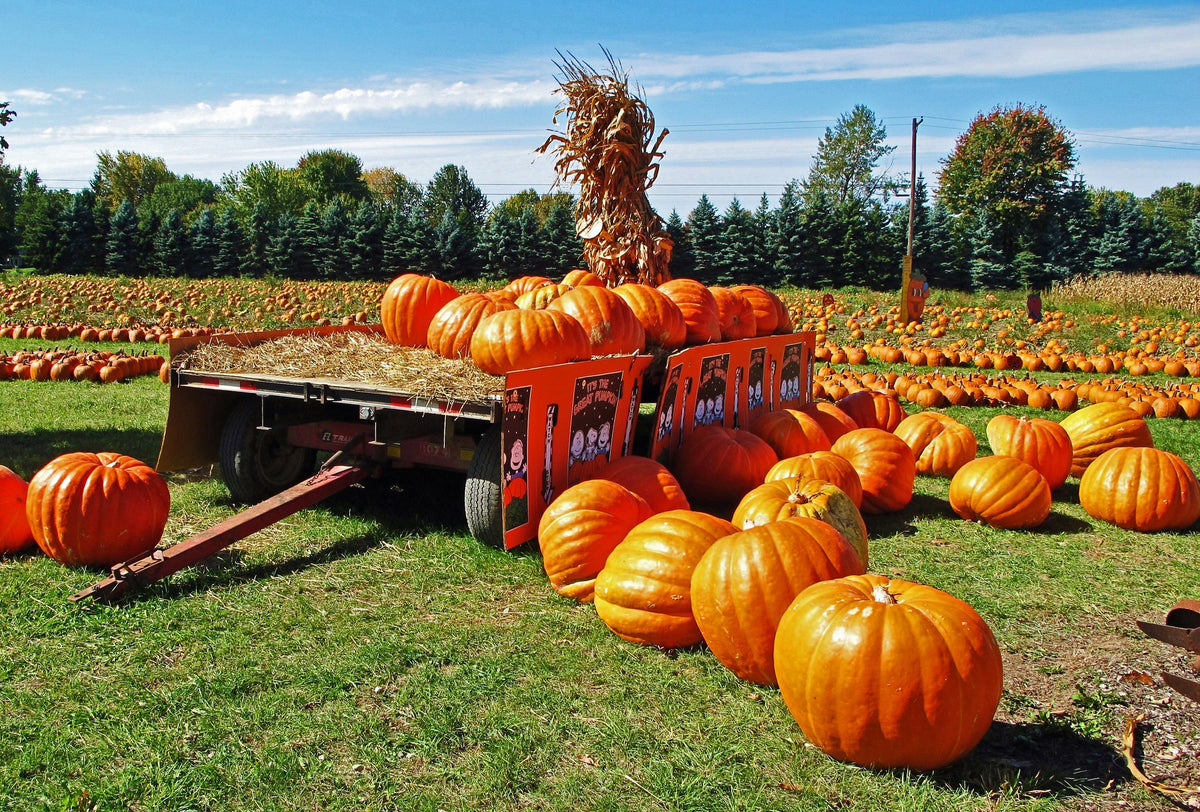 50 semillas de calabaza de campo de Connecticut BigTom Orange Yankee Cucurbita Pepo