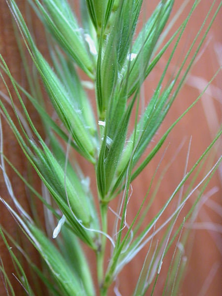 500 CANADIAN RYE Elymus Canadensis Grain Grazing Grass Ground Cover Seeds