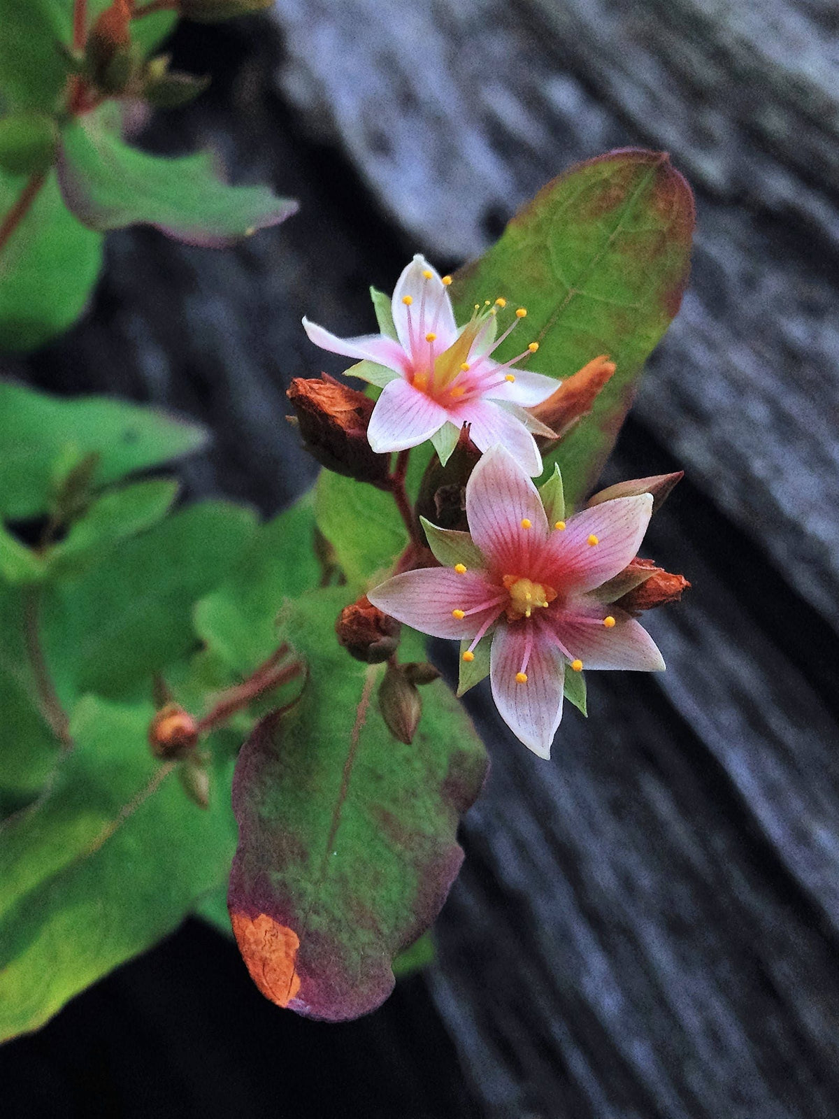 50 semillas de flores de hierba de San Juan Hypericum virginicum rosa malva